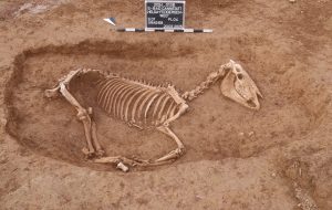 باستان شناسان گورستان اسب رومی را با ۱۰۰ اسکلت کشف می کنند باستان شناسان گورستان اسب رومی را با ۱۰۰ اسکلت کشف می کنند